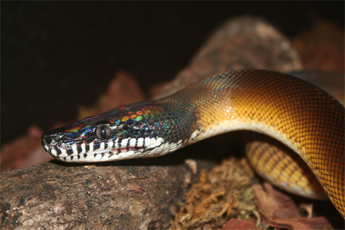 white lipped python